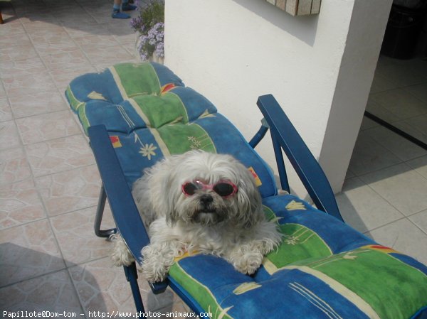 Photo de Lhassa apso