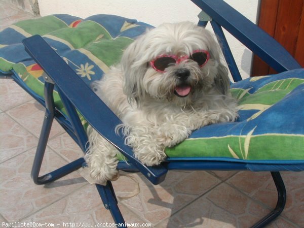 Photo de Lhassa apso