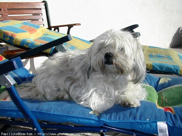 Photo de Lhassa apso