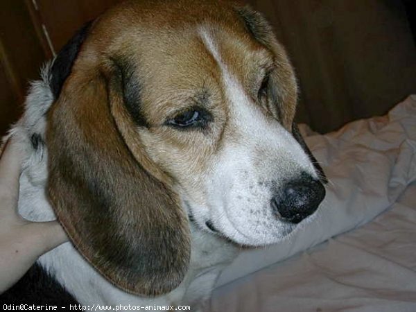 Photo de Beagle