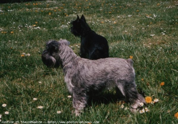 Photo de Schnauzer gant