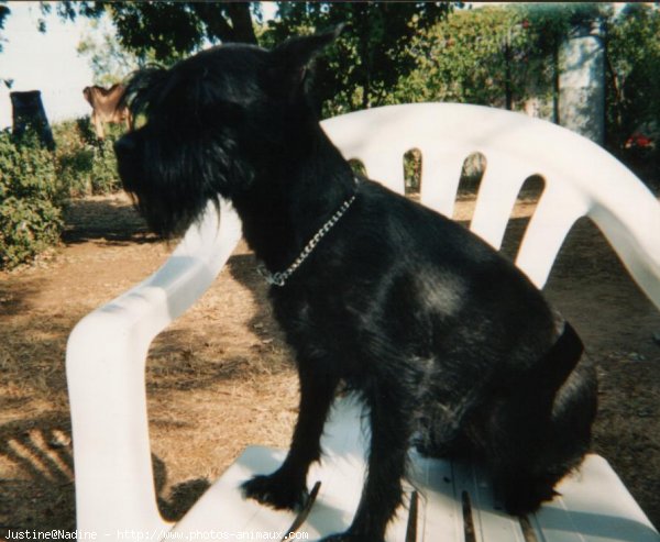 Photo de Schnauzer gant