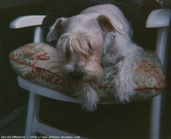 Photo de Schnauzer gant