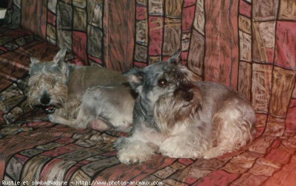 Photo de Schnauzer gant