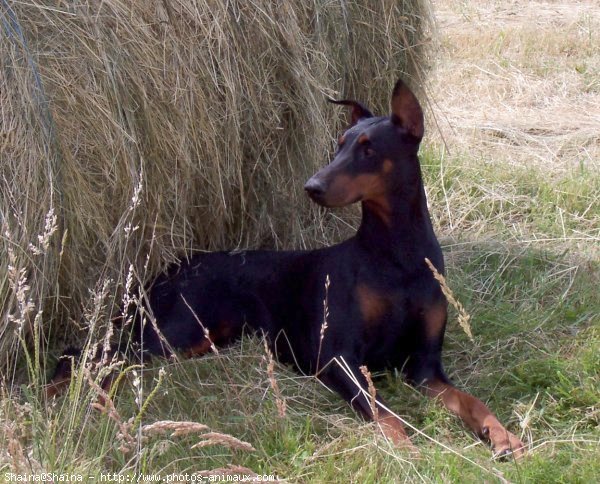 Photo de Dobermann