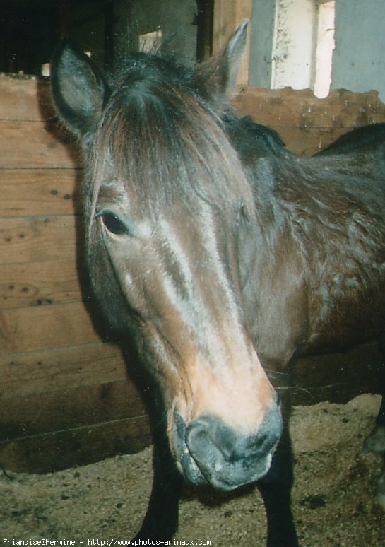 Photo de Poney franais de selle