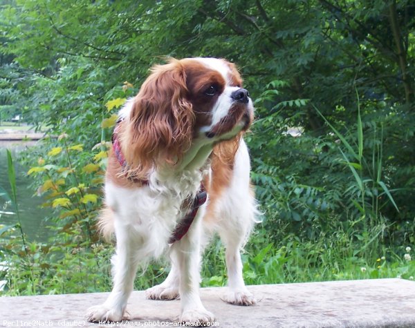 Photo de Cavalier king charles spaniel