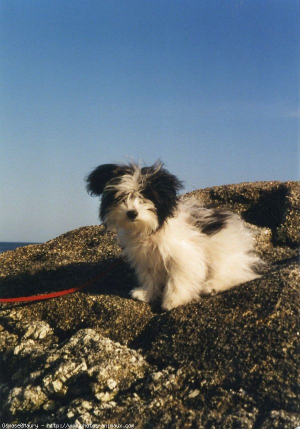 Photo de Coton de tulear