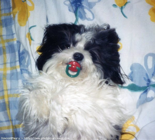 Photo de Coton de tulear