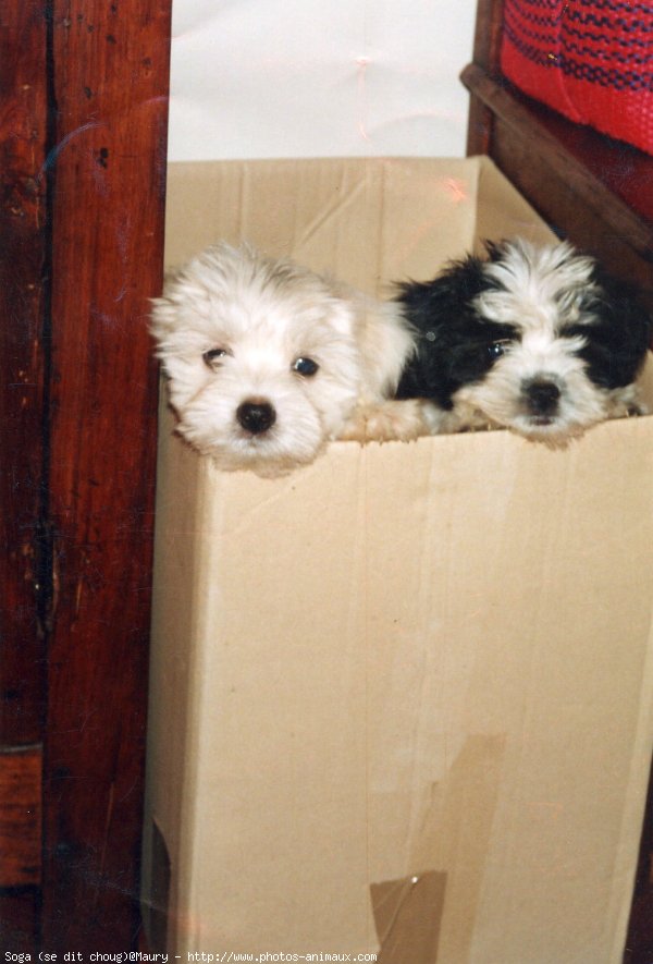 Photo de Coton de tulear