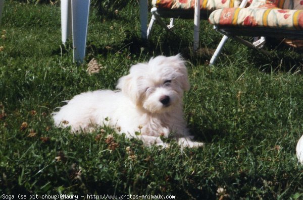 Photo de Coton de tulear