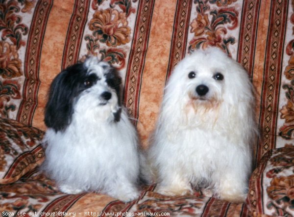 Photo de Coton de tulear