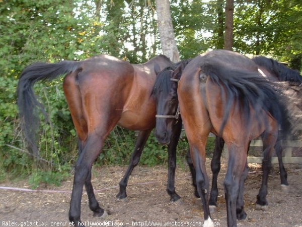 Photo de Races diffrentes