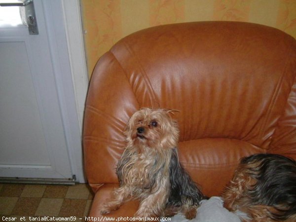 Photo de Yorkshire terrier