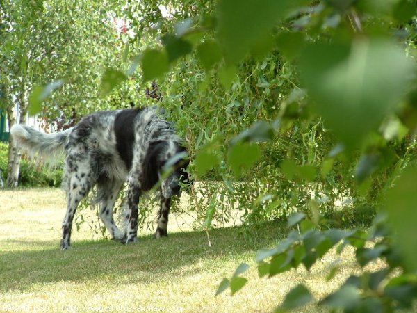 Photo de Setter anglais