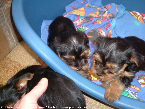 Photo de Yorkshire terrier