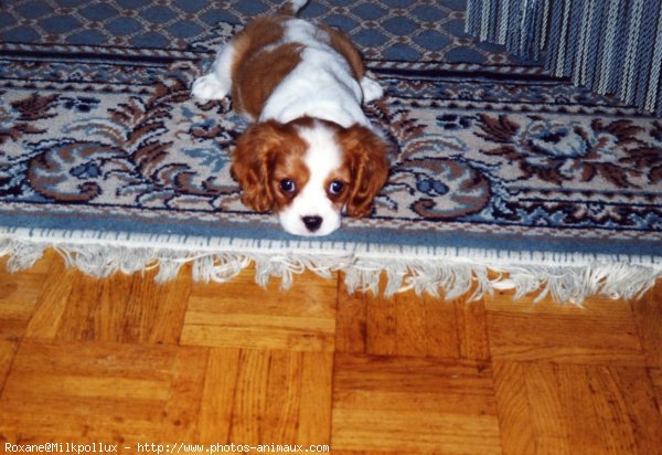 Photo de Cavalier king charles spaniel