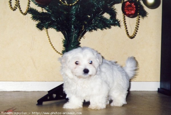 Photo de Bichon maltais