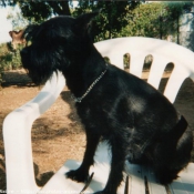 Photo de Schnauzer gant