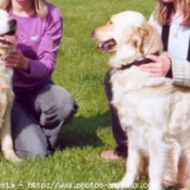 Photo de Golden retriever