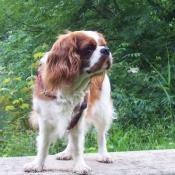 Photo de Cavalier king charles spaniel