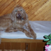 Photo de Griffon fauve de bretagne