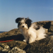 Photo de Coton de tulear