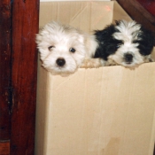 Photo de Coton de tulear