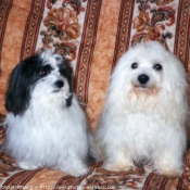 Photo de Coton de tulear