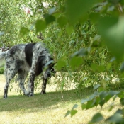 Photo de Setter anglais