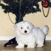 Photo de Bichon maltais