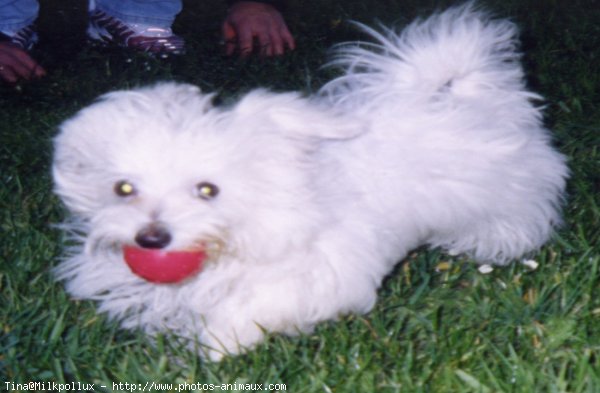 Photo de Bichon maltais