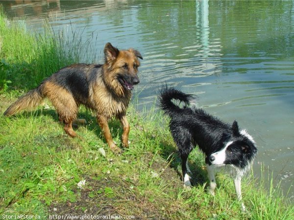 Photo de Berger allemand  poil court