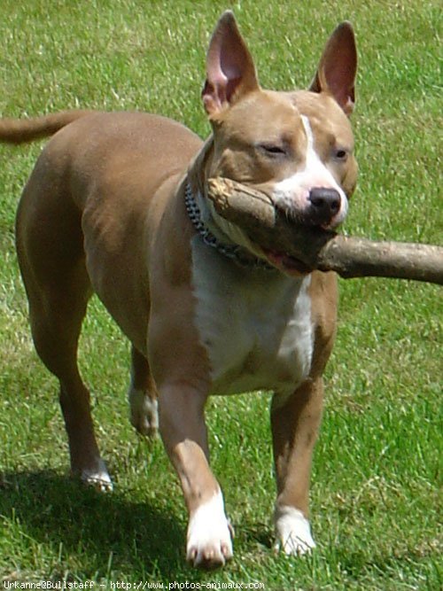 Photo d'American staffordshire terrier