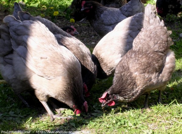 Photo de Poule