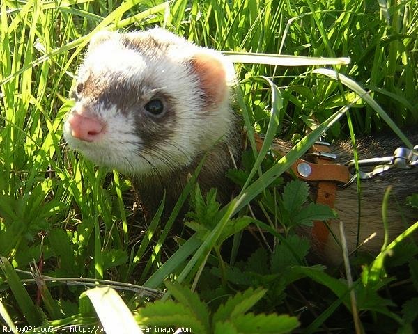 Photo de Furet