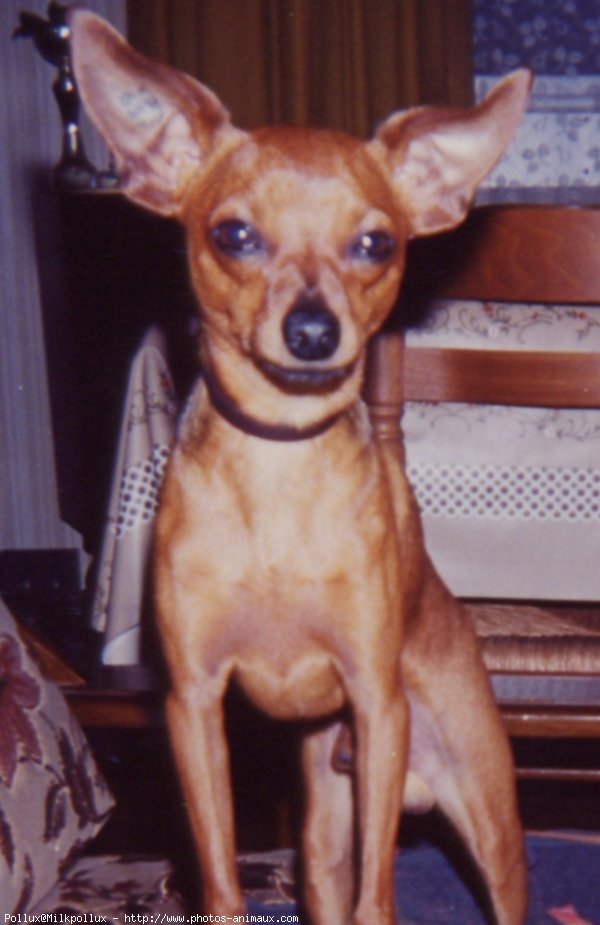 Photo de Pinscher nain