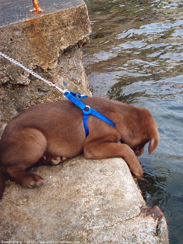 Photo de Labrador retriever