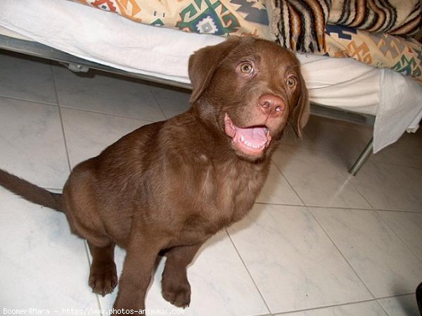 Photo de Labrador retriever