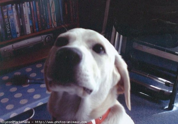 Photo de Labrador retriever