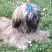 Photo de Shih tzu