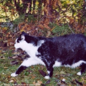 Photo de Chat domestique