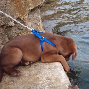 Photo de Labrador retriever