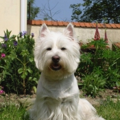 Photo de West highland white terrier