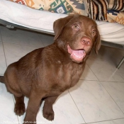 Photo de Labrador retriever