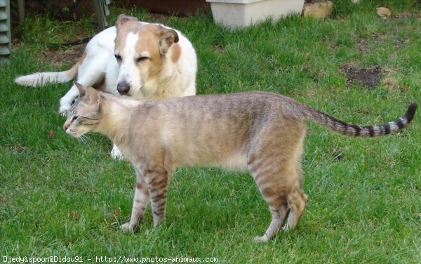 Photo de Races diffrentes