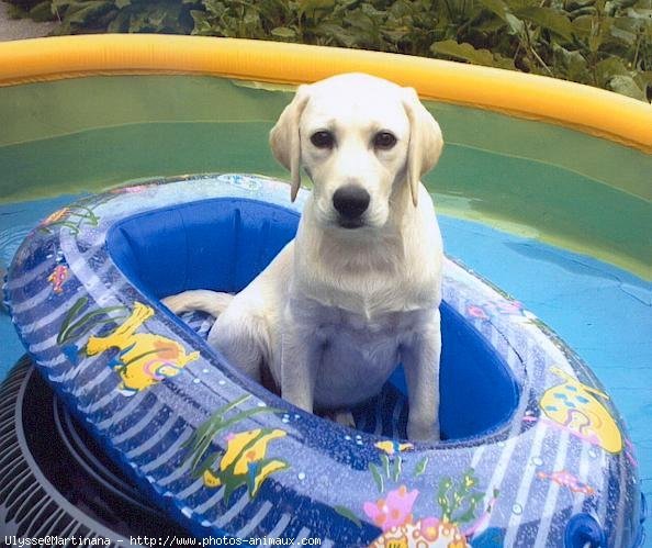 Photo de Labrador retriever