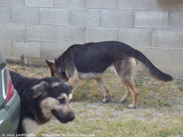 Photo de Berger allemand  poil court