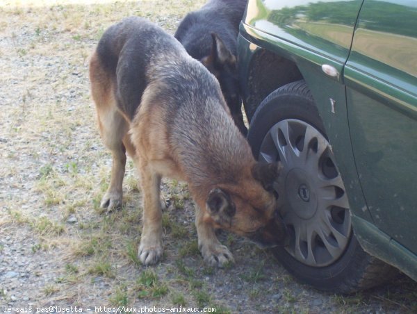 Photo de Berger allemand  poil court