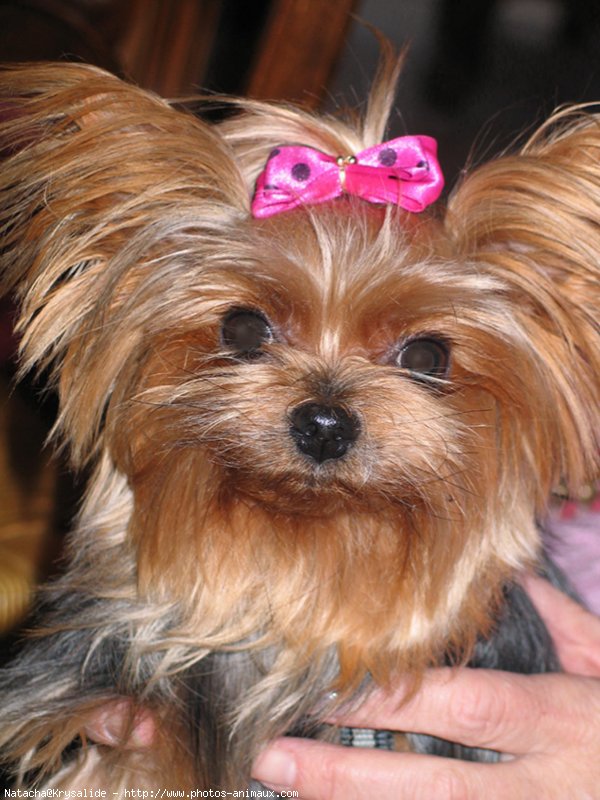 Photo de Yorkshire terrier